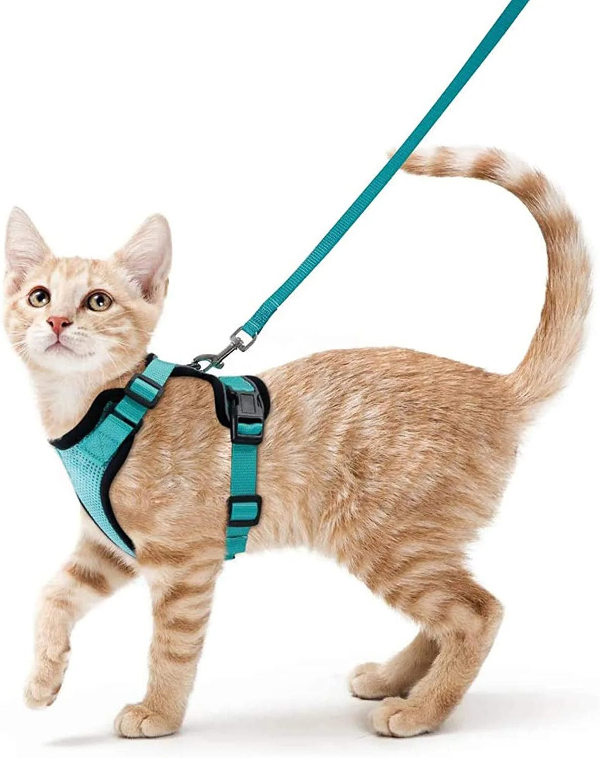 Kattenharnas