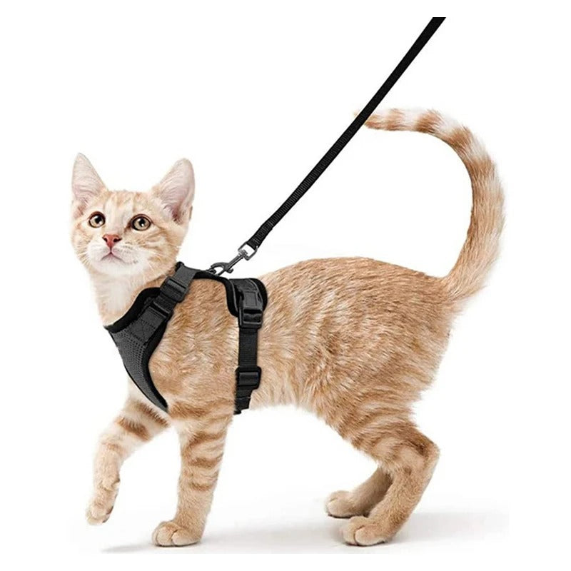 Kattenharnas
