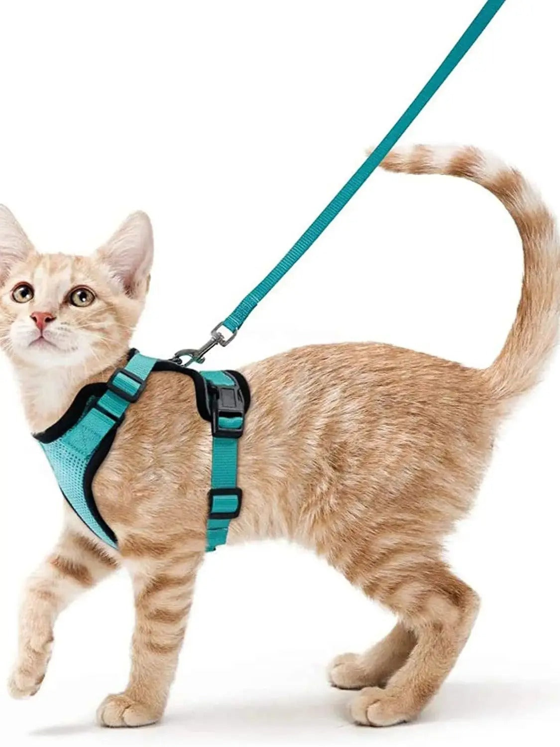 Kattenharnas